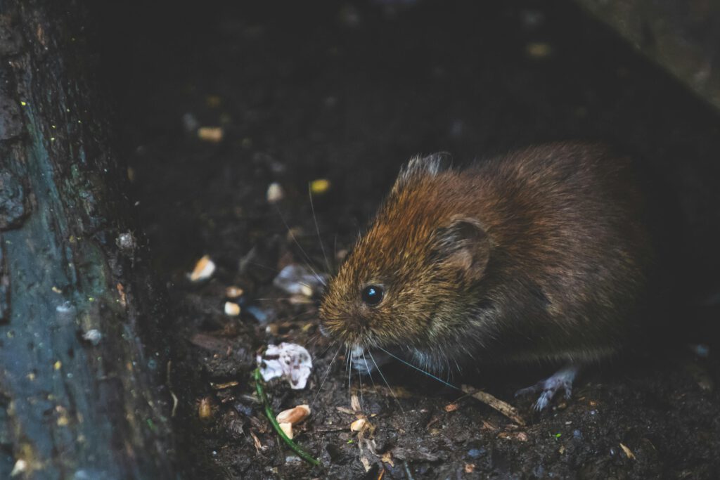 Maus Schadnager Ratte
