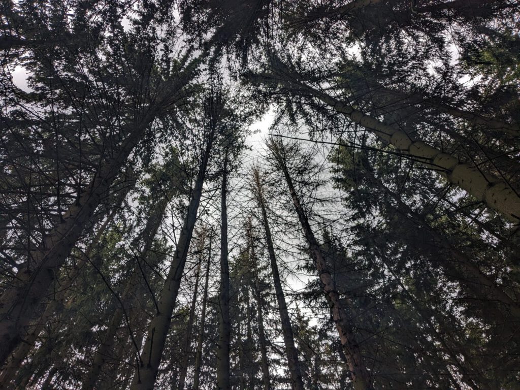 Borkenkäfer Käferbäume